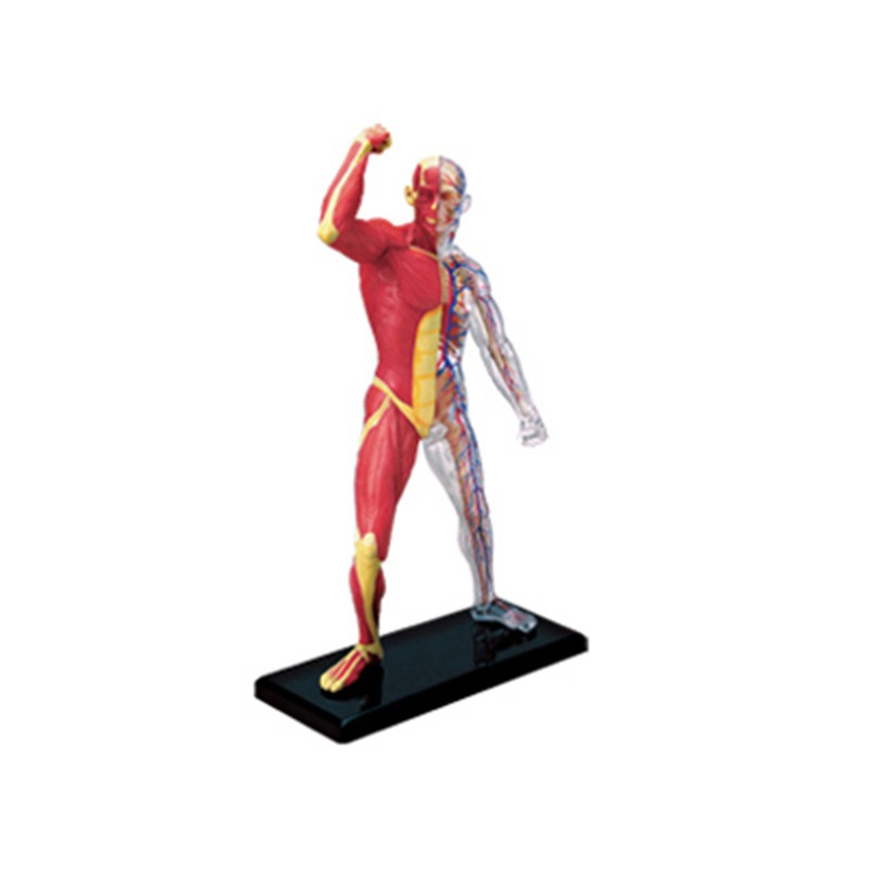 Anatomy 4d Human Muscle Skelet - Medical Lab Assistant recension och pris