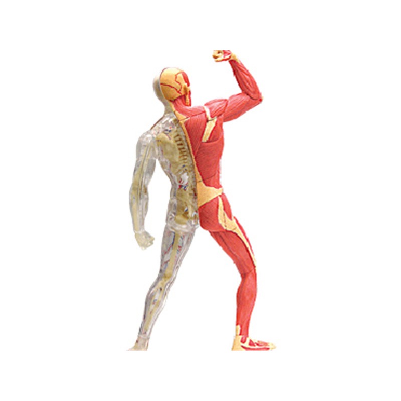 Anatomy 4d Human Muscle Skelet - Medical Lab Assistant recension och pris