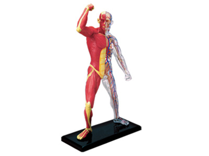 Anatomy 4d Human Muscle Skelet - Medical Lab Assistant recension och pris